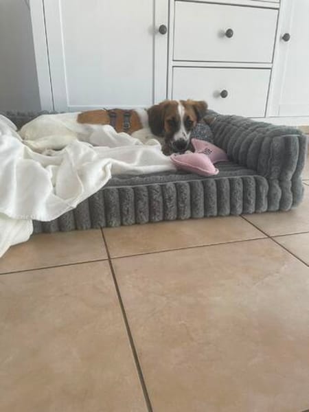 Ava sucht ein liebevolles Zuhause