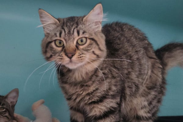 BAMBOU (en cours d'adoption)