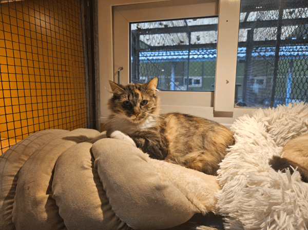 MINETTE A17642