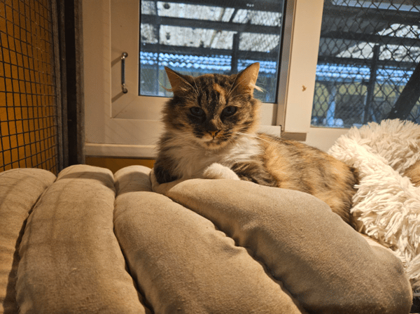 MINETTE A17642