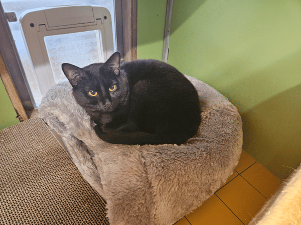 SMOKEY A17646