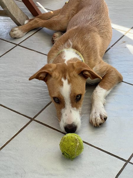 Balto le joyeux créole
