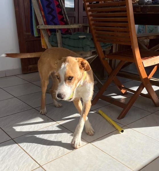 Balto le joyeux créole