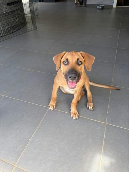 BANDIT est un chouette chien