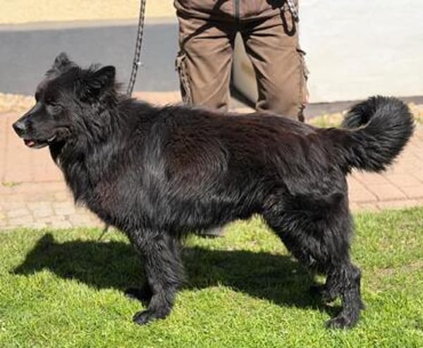 Arko vom Hofhund zum treuen Begleiter