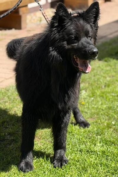 Arko vom Hofhund zum treuen Begleiter