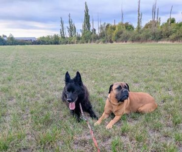 Arko vom Hofhund zum treuen Begleiter