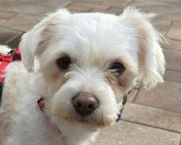 EMILIO-zuckersüßer, kleiner Bichon-Mix-Rüde, 30