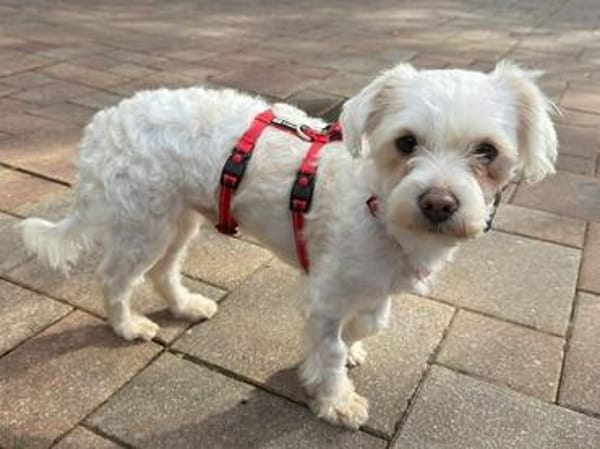 EMILIO-zuckersüßer, kleiner Bichon-Mix-Rüde, 30