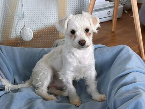 EMILIO-zuckersüßer, kleiner Bichon-Mix-Rüde, 30