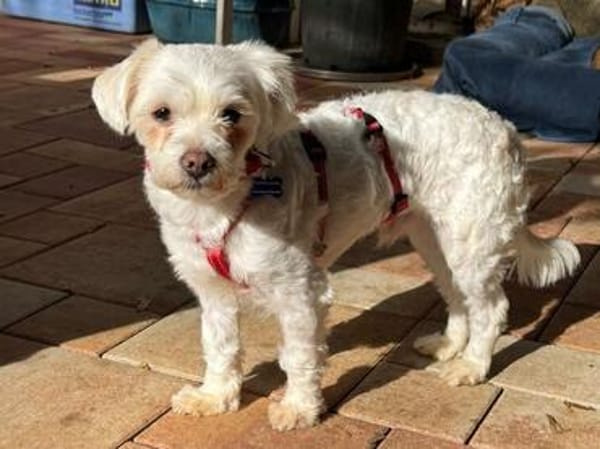 EMILIO-zuckersüßer, kleiner Bichon-Mix-Rüde, 30