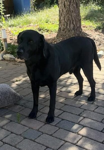 Scott, ein Labrador mit Charme