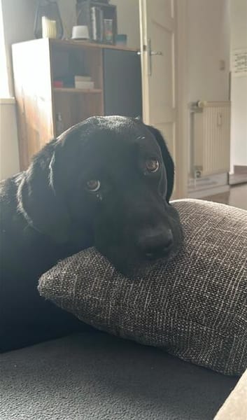 Scott, ein Labrador mit Charme