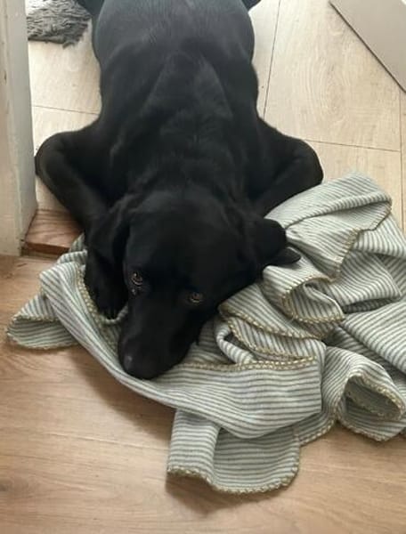 Scott, ein Labrador mit Charme