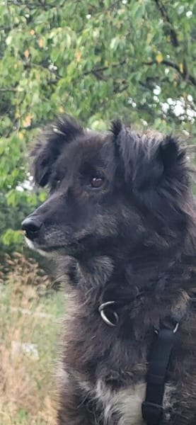 Charlotte  - Herzensmenschen gesucht