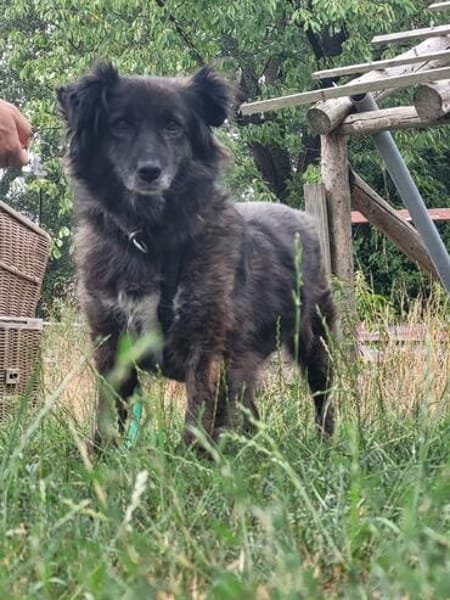 Charlotte  - Herzensmenschen gesucht