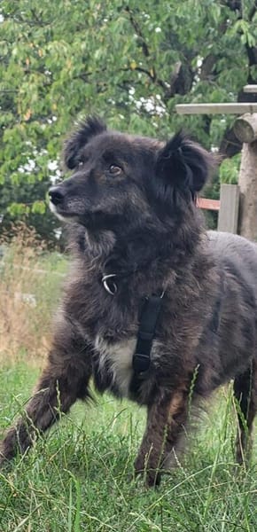 Charlotte  - Herzensmenschen gesucht