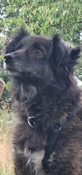Charlotte  - Herzensmenschen gesucht