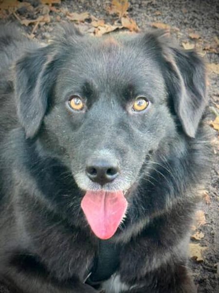 Carol  Lieber Kuschelhund sucht sein Für-immer-Zuhause