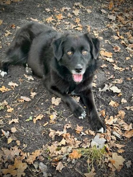 Carol  Lieber Kuschelhund sucht sein Für-immer-Zuhause