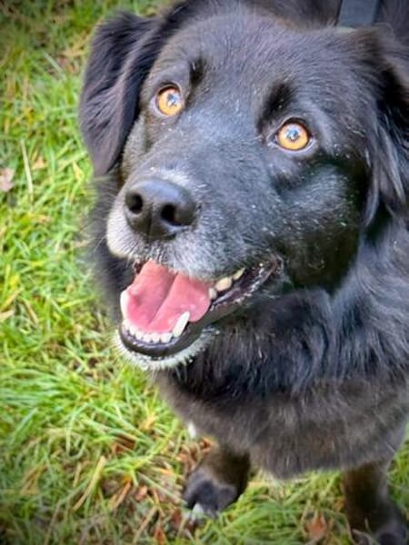 Carol  Lieber Kuschelhund sucht sein Für-immer-Zuhause