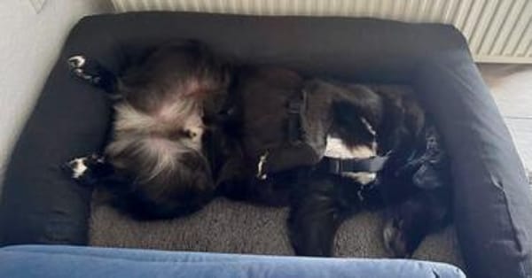 Carol  Lieber Kuschelhund sucht sein Für-immer-Zuhause
