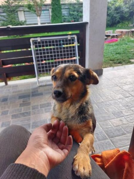 Freundliche Liddy sucht ihr Endzuhause