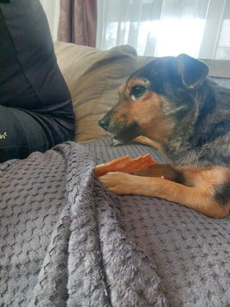 Freundliche Liddy sucht ihr Endzuhause