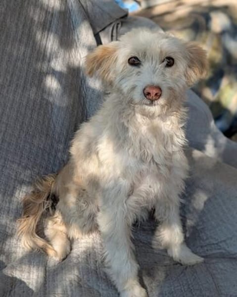 Blondie , 3 Jahre alt