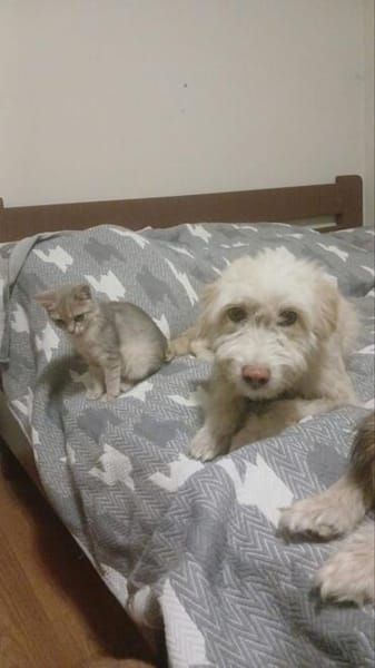 Blondie , 3 Jahre alt