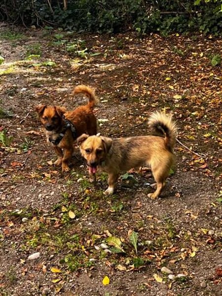 Rocco  klein, charmant und am liebsten mittendrin!