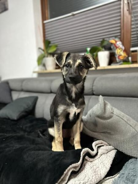 Ida