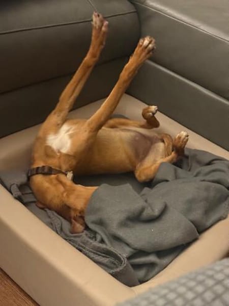 Akamaru eine charmantes kleines Mädchen