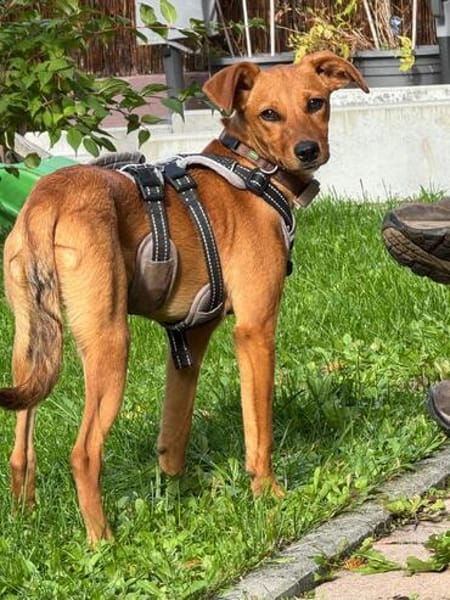 Akamaru eine charmantes kleines Mädchen