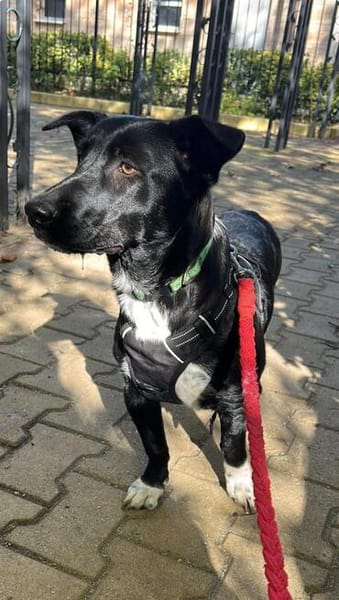 Lucky ein süßes Mädchen