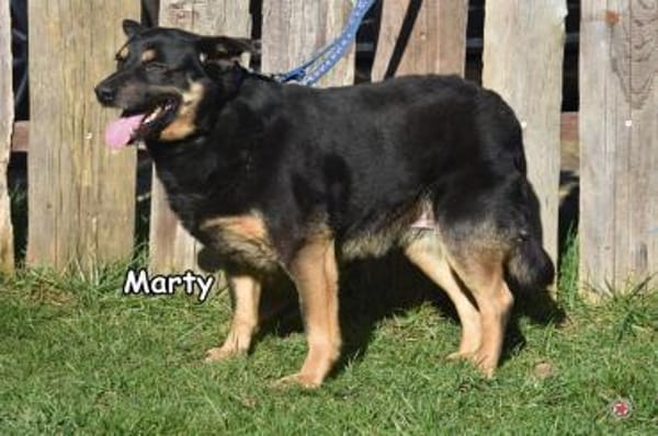 MARTY