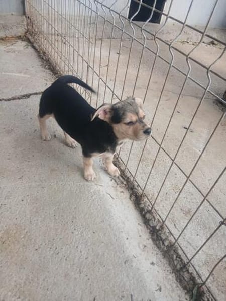 Jola, kleines Hundeherz sucht Heimat