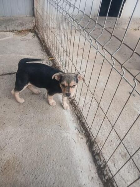 Jola, kleines Hundeherz sucht Heimat
