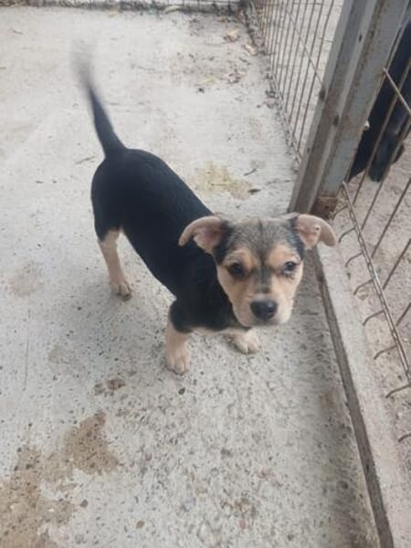 Jola, kleines Hundeherz sucht Heimat