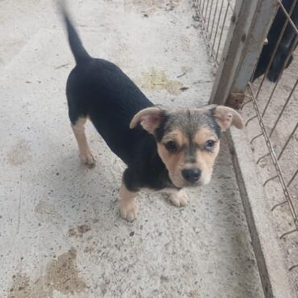Jola, kleines Hundeherz sucht Heimat