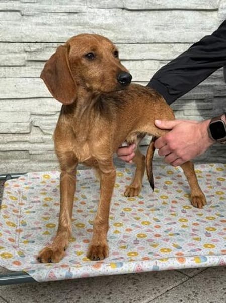 COSMO-bezaubernder, fröhlicher Welpen-Rüde, 33 cm(w)