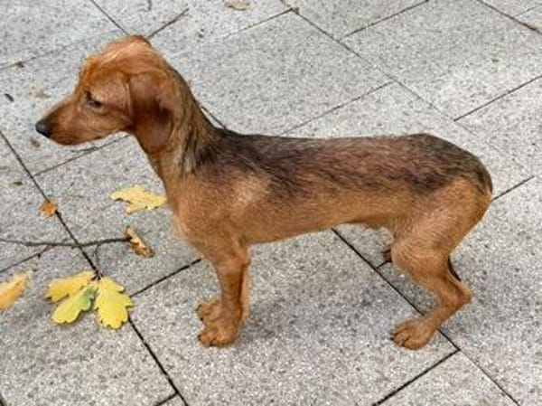 COSMO-bezaubernder, fröhlicher Welpen-Rüde, 33 cm(w)