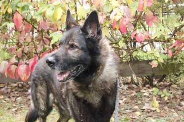 Greifi, ein Traum - Schäferhund