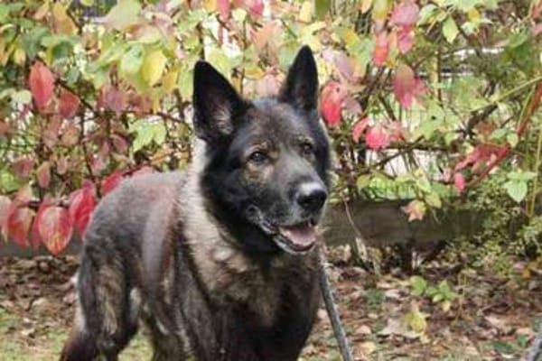 Greifi, ein Traum - Schäferhund