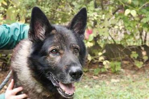 Greifi, ein Traum - Schäferhund