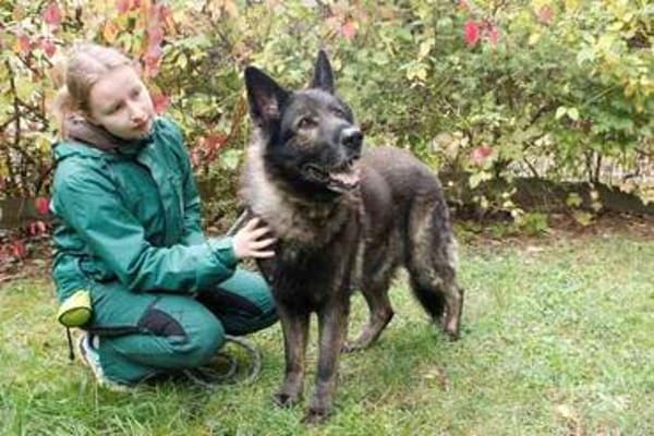 Greifi, ein Traum - Schäferhund