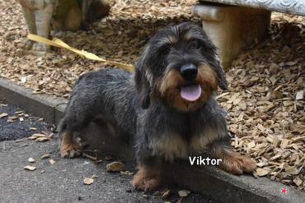 Viktor