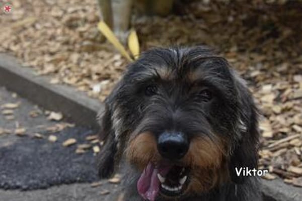 Viktor