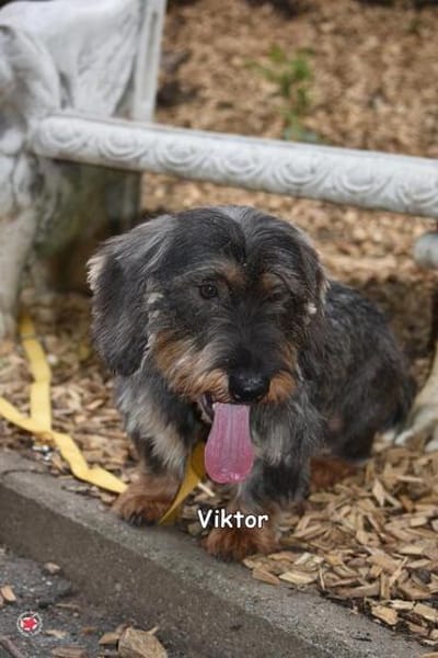 Viktor