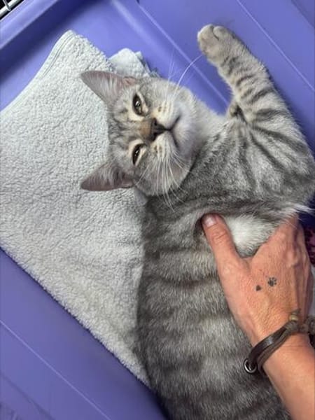 innen und außen zuckersüß : Kater Samy im Rheingau